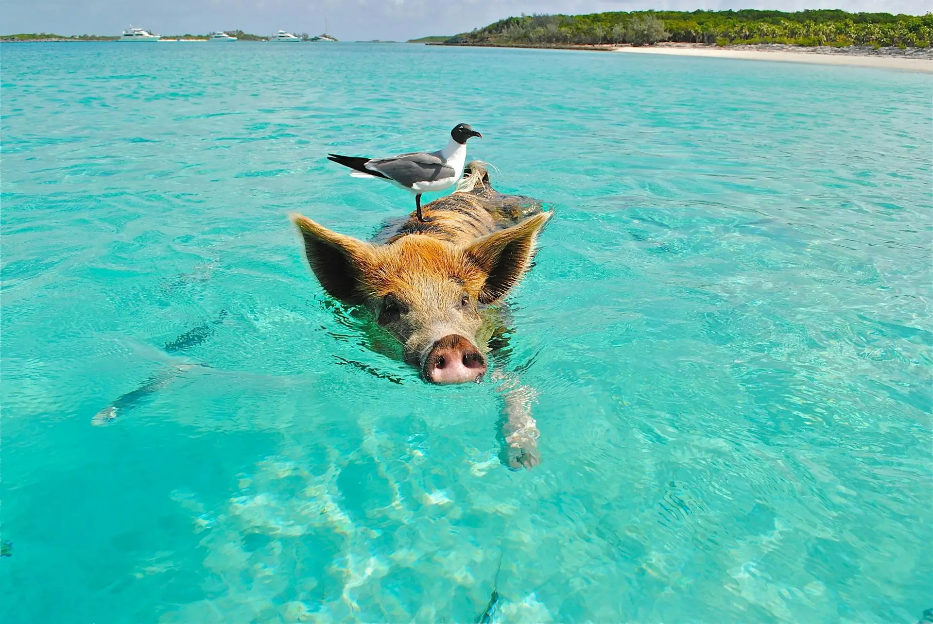 Yacht charter in the Caribbean